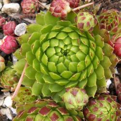 Sempervivum - Dachwurz - Hauswurz